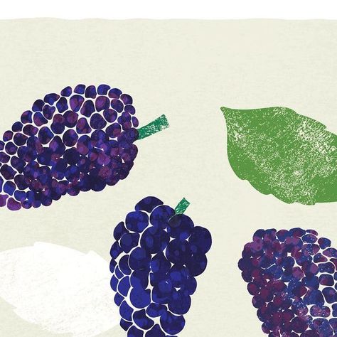 Rebecca Hollingsworth | Becca Kate Prints on Instagram: "Day 10 of #theydrawtober - Mulberries . . . . . . #drawing #foodillustration #illustration #designer #illustrator #foodillustrator #berries #mulberry #illustrationoftheday#womenillustrators #texture #editorial #mulberries #fooddrawing #blackberry #illustrationartist #foodie #dailyart #printandpattern #october #inktober #drawingchallenge #autumn #weareillustration #foodillustrations #digitalillustration #procreate #artprint #theydrawand Mulberry Drawing, Mulberry Illustration, Blackberry Illustration, Food Drawing, Little Garden, Illustration Artists, Blue Walls, Drawing Challenge, Food Illustrations