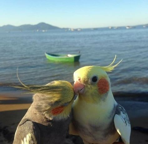 Funny Bird Pictures, Funny Parrots, Pretty Animals, Funny Birds, Silly Animals, Cute Wild Animals, Cute Animal Photos, Pretty Birds, Cute Birds