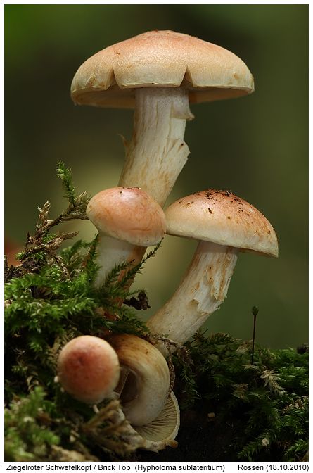 Fungi Images, Mushroom Plant, Mushroom Pictures, Plant Fungus, Mushroom Fungi, Plant Photography, Airbrush Art, Photo Nature, Wild Mushrooms