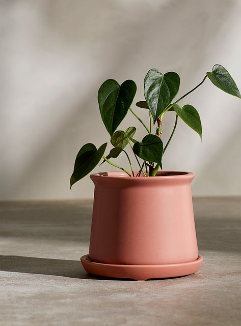 Minimalist terracotta planter 4.25 in Garden Accessories Decor, Clay Plant Pots, Gardening Accessories, Planters Garden, Painted Plant Pots, Beautiful Plants, Terracotta Planter, House Plants Decor, Hanging Plant