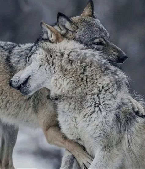 Wolf Mates, Wolf Poses, Wolf World, Wolf Husky, Odin Thor, Wolf Hybrid, Wolf Photography, Wolf Photos, Wolf Spirit Animal