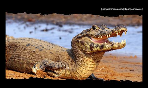 características e información sobre los caimanes Reptiles And Amphibians, Endangered Species, Brazil Animals, Living Fossil, Canada Vacation, Bolivia Travel, 28 December, Porto Rico, Crocodiles