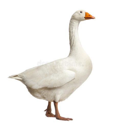 Domestic goose, Anser anser domesticus, standing, isolate. D on white , #SPONSORED, #Anser, #anser, #Domestic, #goose, #isolate #ad Photo Editing, Free Stock Photos, Garden Sculpture, Stock Images, Not Found, Stock Photos, White