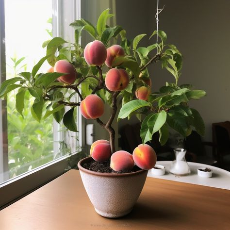 Potted Fruit Trees Container Gardening, Indoor Peach Tree, White Peach Tree, Indoor Fruit Plants, Peach Tree Flowers, Desserts Peach, Cobbler Peach, Peach Cake Recipes, Potted Fruit Trees