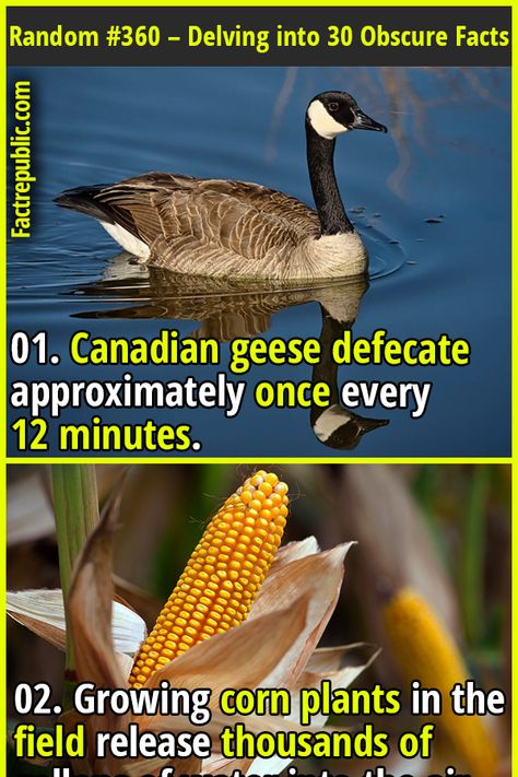 Random Facts Sheet #360 – Delving into the Obscure: 30 Surprising Facts That Will Make You Think - Fact Republic Facts Science, Obscure Facts, Science Knowledge, Canadian Geese, Fact Republic, Cool Science Facts, Corn Plant, Animal Science, Plate Tectonics