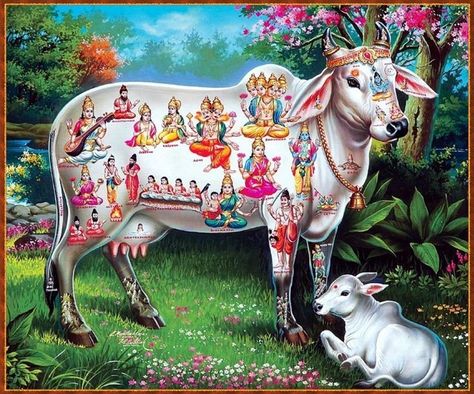 Cow Photography, Shri Ganesh Images, Sacred Science, Saraswati Goddess, Hindu Rituals, Oh My Goddess, Cow Pictures, Lord Vishnu Wallpapers, Hindu Mythology