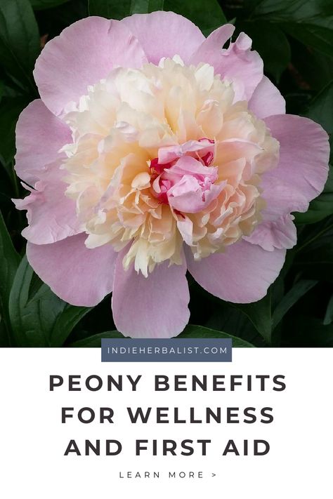 Peony is a great plant for home herbalists and homesteaders. Learn about the herbal uses of peony at Indie Herbalist. White Peony Tea Benefits, Peony Magical Properties, Peony Petal Uses, Spiritual Herbalism, Apothecary Ideas, Herbal First Aid, Peony Oil, Herbal Vinegar, Tea For Digestion