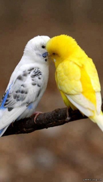 Birds - awwwwww.... Yellow, Animals, Birds Sitting, A Tree, Parrot, Birds, White