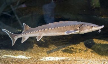 Michigan Wildlife, Lake Sturgeon, Vegan Magazine, Sturgeon Fish, Iran Tourism, Monster Fishing, Fish Artwork, James River, Delaware River