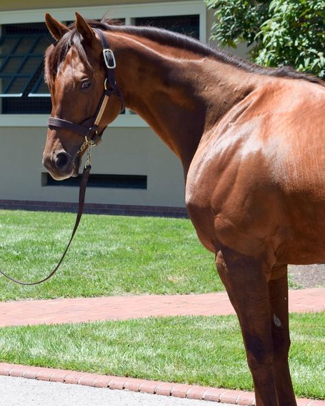 Champions of the Track on Instagram: “Accelerate was the winner of races like the Santa Anita Handicap, Pacific Classic, and Breeders’ Cup Classic. Today he graces…” Breeders Cup, Santa Anita, Race Horses, Thoroughbred, Kentucky Derby, The Winner, Horse Racing, Kentucky, Derby