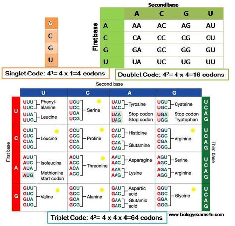 Why is genetic code a triplet code? a simple logic diagram Biotechnology Notes, Genetic Code, Biology Lessons, Cell Structure, Biology Notes, Molecular Biology, Biotechnology, Organic Skin, Beauty Skin Care Routine