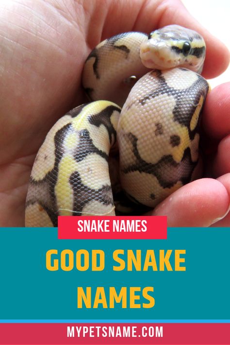 A good snake name best describes the qualities of your individual pet. Study their movement, colors, patterns and temperament and see if anything you notice could be used to inform their name, and then choose from our list of good snake names.  #goodsnakenames #snakenames Snake Names Pets, Ball Python Names, Cute Snake Names, Snake Names Ideas, Pet Snake Names, Snake Discovery, Snake Names, Ball Python Pet, Cool Pet Names