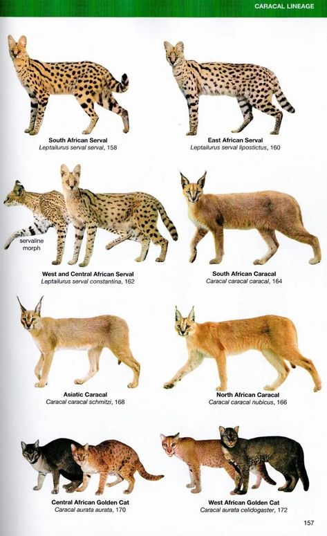 Biggest Cat Breeds, Big Domestic Cat Breeds, Big Cat Anatomy, Animal Knowledge, Big Cat Reference Photo, Interesting Facts In Hindi, Big Cat Species, Pig Breeds, Wildlife Biologist