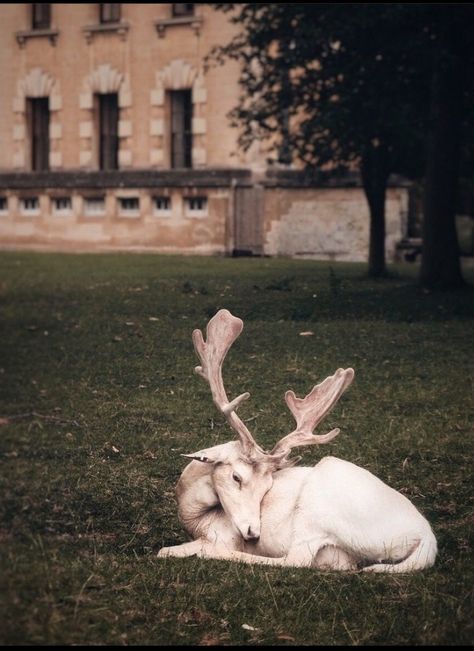 Water Deer, Trip To England, Watercolor House Painting, Greek Pantheon, Photo Elements, Deer Illustration, Fallow Deer, Albino Animals, Kind People