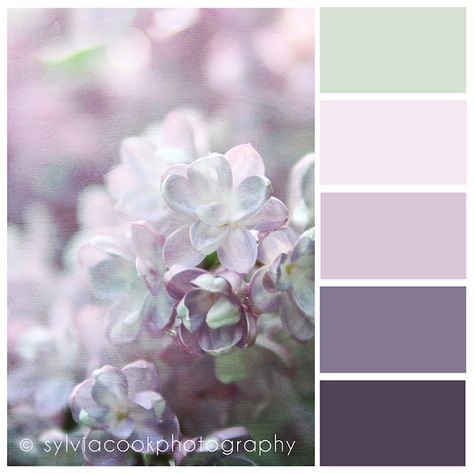 #lilacs #sylviacookphotography Design Seeds, Lilac Bedroom, Lavender Bedroom, Home Decor Sites, Paint Swatches, Color Palate, Colour Pallete, Lilac Color, Paint Colors For Home