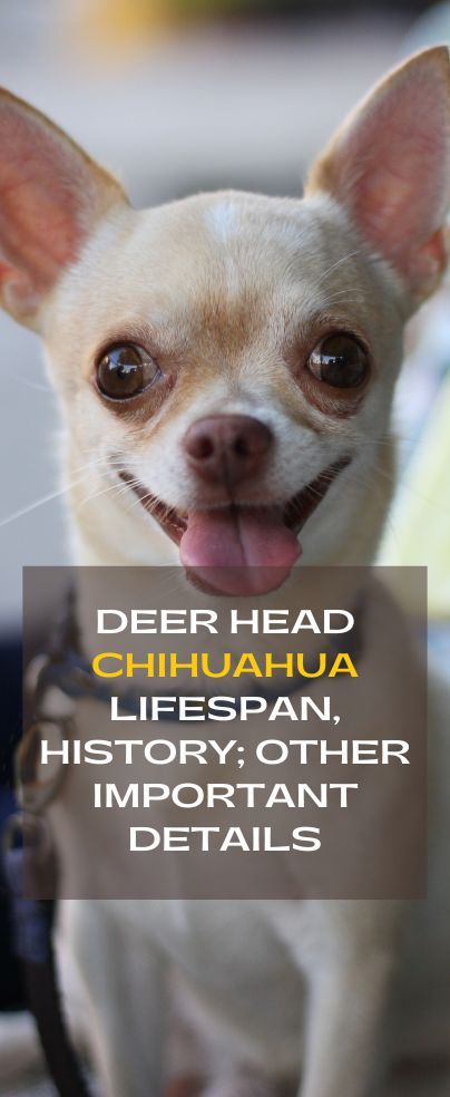 Chihuahua Puppy Training, Deer Chihuahua, Deer Head Chihuahua, Types Of Chihuahua, Chihuahua Drawing, Chihuahua Facts, Chihuahua Training, Chihuahua Terrier Mix, Chihuahua Terrier