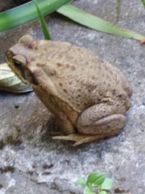 Resultado de imagem para sapo cururu é venenoso
Características: O sapo cururu é o mais comum na fauna brasileira. Possui duas glândulas de veneno na parte posterior da cabeça que, quando acionadas, espirram um líquido de odor desagradável. O predador que ingerir esse veneno, certamente morrerá, pois é altamente tóxico.