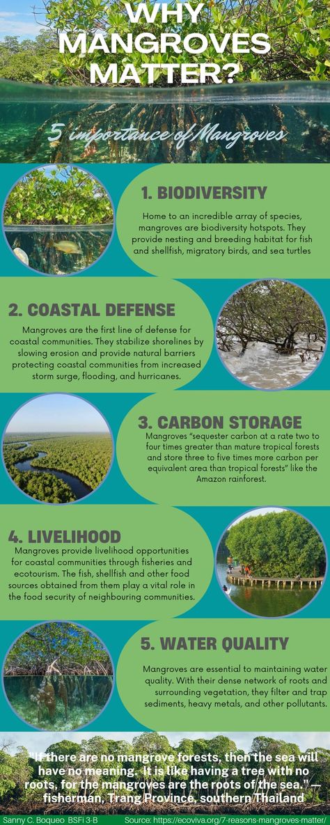 Importance Of Forest, Biodiversity Infographic, Infographic Biodiversity, Mangrove Ecosystem, Biodiversity Project Ideas, Flowering Plants In India, Forest Resources, Biodiversity Conservation, Human Environment