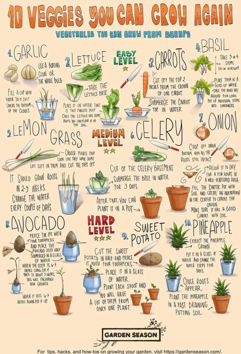 Inside Gardening, Starter Garden, Indoor Vegetables, When To Plant, Plant Journal, Homestead Gardens, Vegetable Garden Diy, Indoor Vegetable Gardening, Growing Veggies