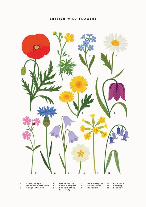 Charts - Sarah Abbott Sarah Abbott, British Wild Flowers, Green Aura, Wildflower Drawing, Flower Graphic Design, British Flowers, Illustration Botanique, Affinity Designer, Flower Graphic