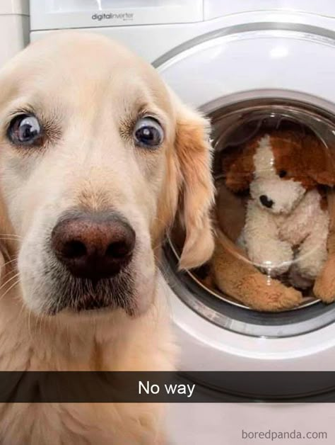 40 Funny And Cute Dog Snapchats That Will Hopefully Make Your Day (New Pics) Sunday Humor, Dog Snapchats, Regnul Animal, Super Cute Puppies, Funny Dog Memes, Really Cute Dogs, Cute Dog Pictures