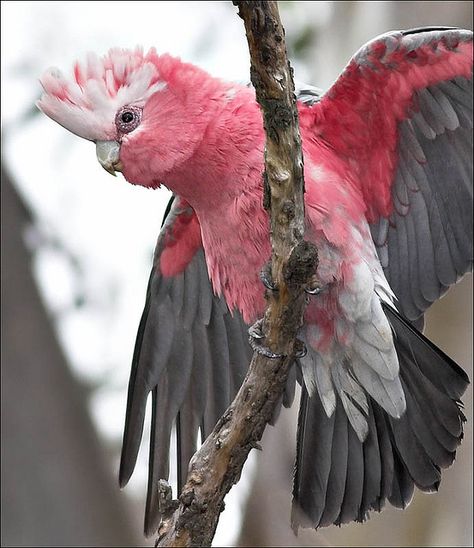 The Galah, Eolophus roseicapilla, also known as the Rose-breasted Cockatoo, Galah Cockatoo, Roseate Cockatoo or Pink and Grey, is one of the most common and widespread cockatoos, and it can be found in open country in almost all parts of mainland Australia. Galah Cockatoo, Kinds Of Birds, Australian Birds, Pink Bird, Nature Birds, Australian Animals, Exotic Birds, Pretty Birds, Bird Photo