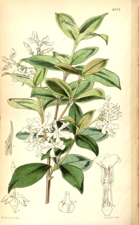 The figure shows a shoot with shiny, ovate leaves and star-like white flowers.  Curtis's Botanical Magazine  t.4737, 1853. Star Jasmine Illustration, Star Jasmine Flower Tattoo, Star Jasmine Drawing, Star Jasmine Tattoo, Cestrum Nocturnum, Jasmine Drawing, Jasmine Tattoo, Trachelospermum Jasminoides, Green Core