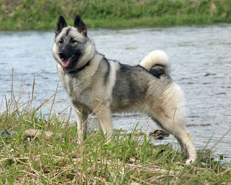 The Norwegian Elkhound is one of the ancient Northern Spitz-type breed of dog and is the National Dog of Norway. The Elkhound has served as a hunter, guardian, herder, and defender. In a land of subzero temperatures, deep snow, thick forests, and rugged mountains, only the hardiest of the breeds could evolve to perform the variety of jobs at which the Elkhound excels. It's known for its courage in tracking and hunting moose and other large game, such as bear or wolf. Elkhound Puppies, Smartest Dog Breeds, Cold Weather Dogs, Norwegian Elkhound, Dog Breeds List, Dog Breeds Medium, Best Dog Breeds, Smart Dog, Dog Breeder