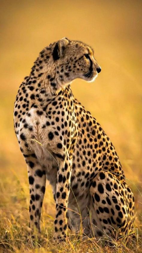 Cheetah Pictures, Hybrid Cat, Tiger Images, Regnul Animal, Big Cats Art, Majestic Animals, Cat Photography, Wildlife Animals, Animal Wallpaper