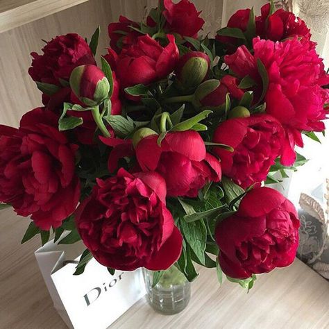 Flowers Photography Peonies, Boquette Flowers, Red Peonies, Peonies Bouquet, Flower Therapy, Trendy Flowers, Beautiful Flower Arrangements, Luxury Flowers, Peony Flower