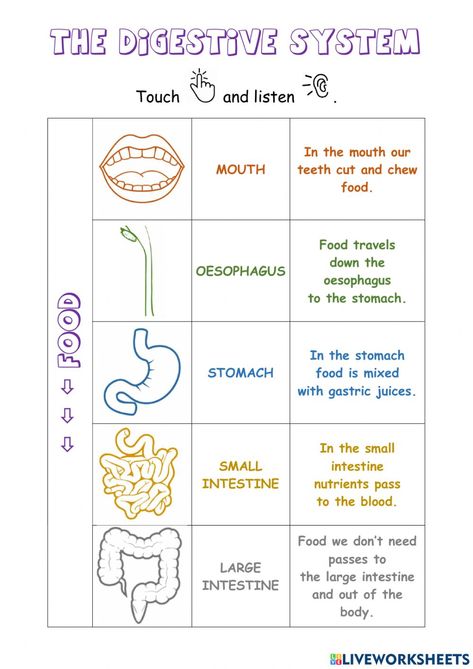 Digestive System Parts, Digestive System Project, Digestive System Activities, Digestive System For Kids, Digestive System Worksheet, Body Systems Worksheets, Human Body Projects, Christmas Math Worksheets, Human Digestive System