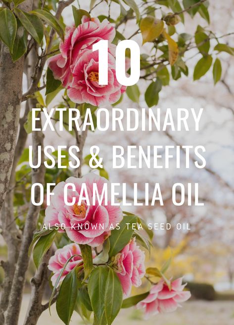 Learn all of the amazing benefits and uses of this Japanese oil called camellia oil. It will help you enhance your beauty naturally. #carrieroil | momprepares.com via @momprepares Camellia Oil Benefits, Essential Oil Beauty, Diy Essential Oil Recipes, Homemade Products, Camellia Oil, Essential Oil Benefits, Second Trimester, Enhance Your Beauty, Beauty Diy