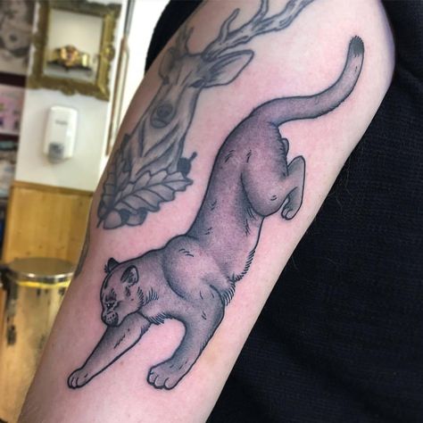 Mountain Lion Tattoo Traditional, Mountain Lion Tattoo, Cougar Tattoo, Tattoo Real, Tasmanian Tiger, Tattoo Traditional, Mountain Lion, Tiger Tattoo, Lion Tattoo