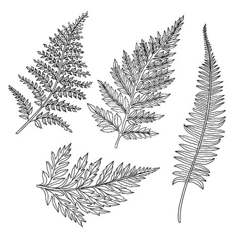 Free vector hand drawn fern outline illu... | Free Vector #Freepik #freevector #outline #line-art #minimal-illustration #hand-drawn-illustration Fern Outline, Ferns Drawing, Fern Drawing, Plants Sketch, Fern Illustration, Sam Tattoo, Plant Sketches, Minimal Illustration, Mughal Art