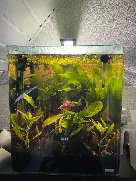 🌿 – @16sun-in-gemini06 on Tumblr Betta Tank Setup, Betta Fish Tank Ideas, Fighter Fish, Aqua Scape, Aquarium Aesthetic, Aquascape Ideas, Tank Terrarium, Frog Tank, Fish Tank Themes