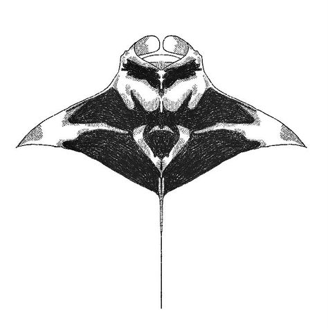 babie Mantaray Back Tattoo, Realistic Manta Ray Tattoo, Manta Tattoo Design, Manta Ray Back Tattoo, Stingray Back Tattoo, Mantaray Drawing, Stingray Sketch, Manta Ray Tattoo Design, Sting Ray Art