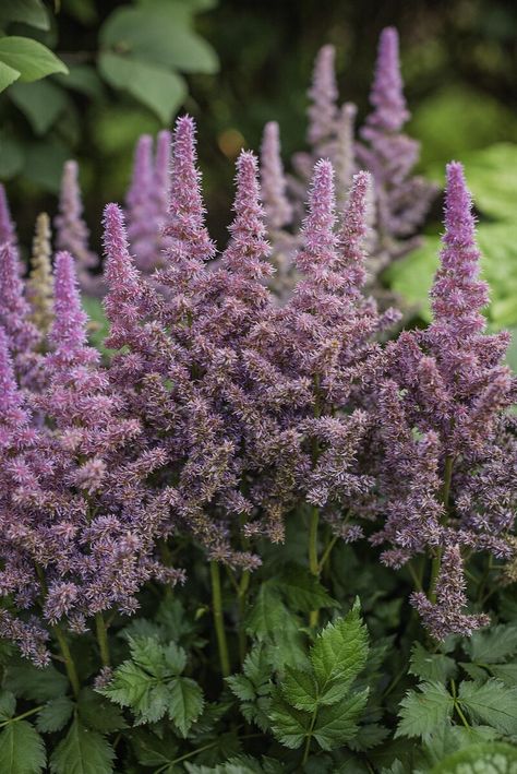 Astilbe chinensis 'Visions' Chinese Astilbe, Perennial Border Plants, Astilbe Flower, Fern Care, Christmas Fern, Blooming Perennials, Garden Line, Creeping Phlox, Belle Isle