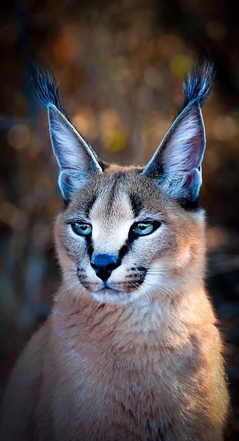 Caracal Cat, Small Wild Cats, Wild Animals Photography, Wild Photography, Exotic Cats, Rare Animals, Pretty Animals, Majestic Animals, Cute Wild Animals