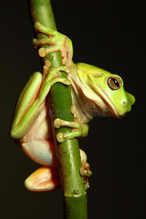 Frog Hanging On Branch, Frog On Branch Tattoo, Green Tree Frogs, Australian Green Tree Frog, Frog Reference Photo, Australian Tree Frog, Frog On Branch, Frog Reference, Frog Portrait