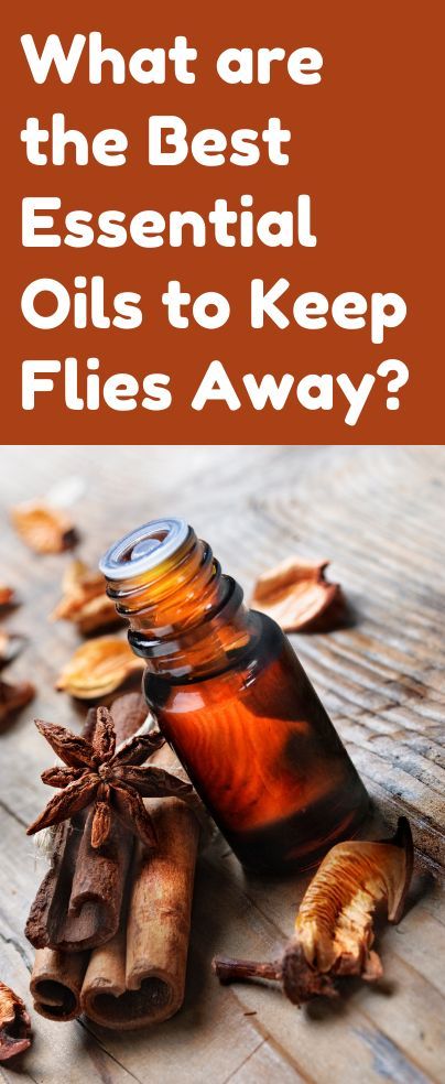 Flies Repellent Outdoor, Fly Repellant Diy, Natural Fly Repellant, Young Living Essential Oil Diffuser, Insect Repellent Essential Oils, Diy Bug Spray, Get Rid Of Flies, Doterra Diffuser Blends, Natural Mosquito Repellant