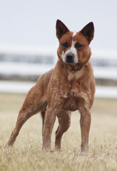 Red Australian Cattle Dog, Red Cattle Dog, Ranch Dogs, Red Heeler Dog, Pfp Dog, Dog Easter Basket, Australian Cattle Dog Puppy, Blue Healer, Aussie Cattle Dog