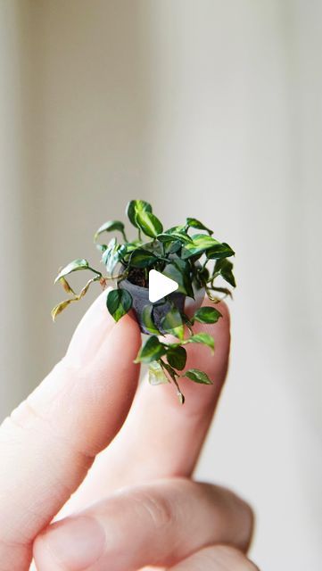 Miniature Plants Diy, Mini Plants Diy, Miniature Garden Diy, Miniature Garden Ideas, Dollhouse Garden, Miniatures Diy, Miniature Flowers, Dollhouse Projects, Clay Wall Art