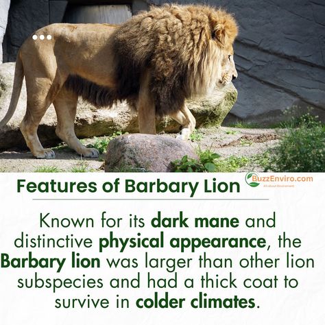 🦁 The Barbary lion is no longer with us, but we can still learn from its story. Swipe through for some cool facts about this amazing animal and remember, it's up to us to save other animals from extinction. #SaveAnimals #BarbaryLion #wildlifefacts #barbarylion #ınstagrampost #instalike #instaawareness Barbary Lion, Lion Facts, Wildlife Facts, Facts About Animals, Fun Facts About Animals, Cool Facts, Save Animals, Animal Facts, About Animals