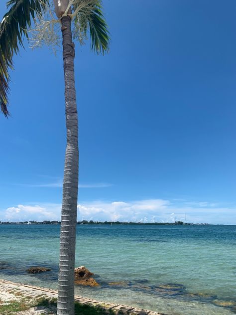 #florida #sarasota #summer #aesthetic #view #oceanlife Sarasota Florida Aesthetic, Sarasota Beach, Florida Aesthetic, Aesthetic View, Florida Life, Florida Girl, Pretty Pics, Sarasota Florida, Coconut Girl