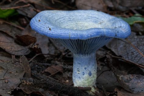 Lactarius indigo - Mushroom World Mushroom World, Indigo Milk Cap Mushroom, Indigo Mushroom, Blue Mushroom, Mushroom Blue, Blue Mushrooms, Mushroom Bioluminescent, Blue Glowing Mushrooms, Bioluminescent Fungi