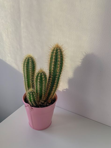 Sun| cactuse| pink| aesthetic| shadows Pink Cactus Aesthetic, Cactus Aesthetic Vintage, Cactus Plants Aesthetic, Fake Plants Aesthetic, Colleen Core, Aesthetic Cactus, Cactus Aesthetic, Plant Business, Cactus Pictures