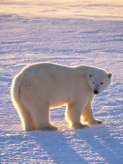 L'ours polaire                                                                                                                                                      Plus Polar Bear Aesthetic, Aesthetic Bear, Wallpaper Animation, Photo Ours, Polar Bear Images, Bear Aesthetic, Bear Bears, Baby Polar Bears, Bear Tattoos