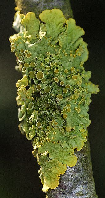 Lichen Moss, Mushroom Pictures, Plant Fungus, Mushroom Fungi, Natural Forms, Patterns In Nature, Plant Life, Botany, A Tree