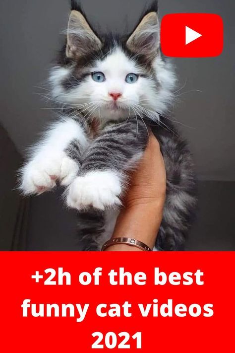 The best funny cat videos that make you can't stop laughing will be found on our channel RED KITTEN. Our funny cat videos can be found also on Tiktok and Instagram reels. This videos contains more than 2h of the best funny cat videos of 2021. Funny Kitty Videos, Funny Animal Videos Can't Stop Laughing Crazy Cats, Funny Cat Videos Can't Stop Laughing Kittens, Funny Cat Videos Can't Stop Laughing Hilarious Kitty, Funny Animal Videos Can't Stop Laughing Hilarious, Crazy Cats Videos, Funny Cat Videos Can't Stop Laughing, Funny Animal Videos Can't Stop Laughing, Cats And Kittens Videos