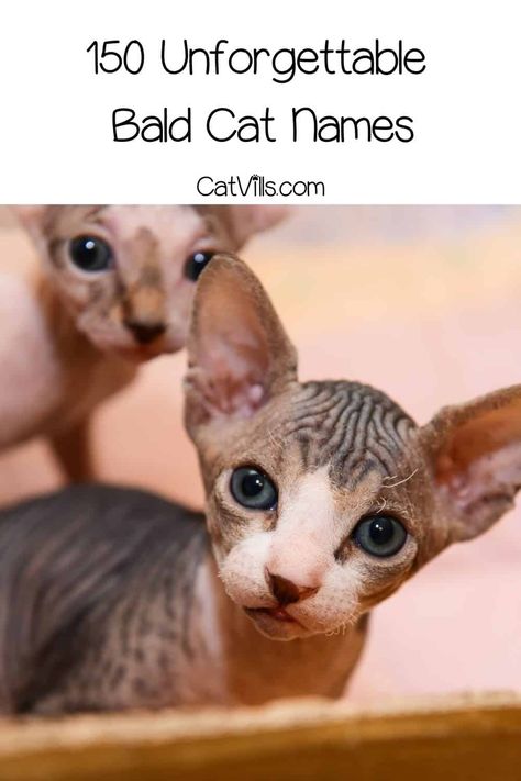 Looking for a list of bald cat names? We covered 150 ideas that are just suitable for the Sphynx or other hairless felines! Check them out and choose the best! Sphynx Cat Names, Girl Cat Names, Egyptian Names, Egyptian Cats, Sphinx Cat, Egyptian Cat, Cat Ideas, Cat Hacks, Egyptian God